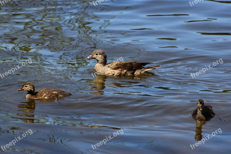 Gadwall Duck Chicken Water Lake