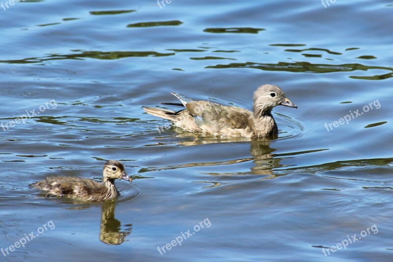 Gadwall Duck Chicken Water Lake