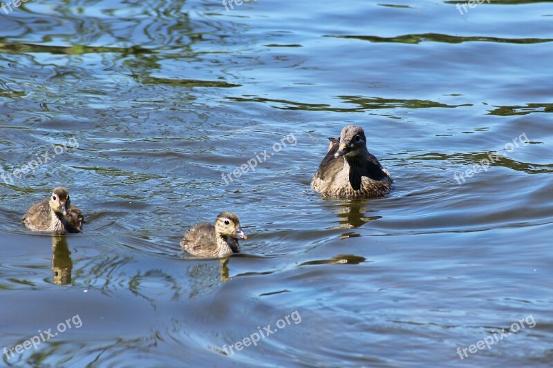 Gadwall Duck Chicken Water Lake