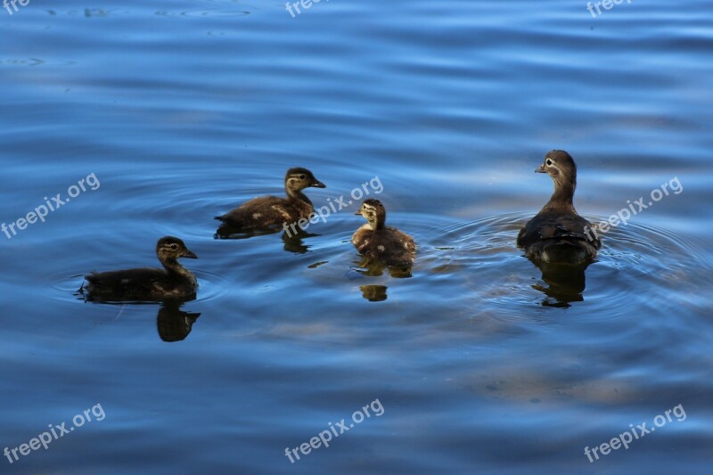 Gadwall Duck Chicken Water Lake