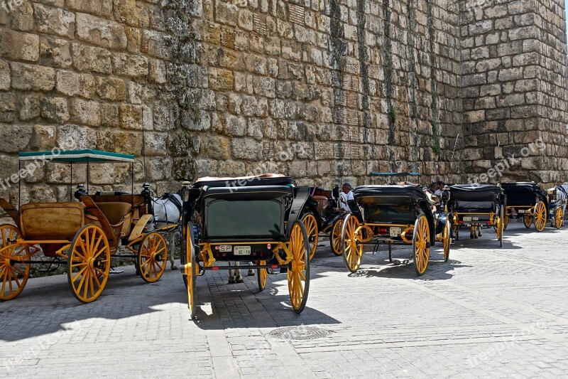 Carriage Horses Traditional Transportation Vintage