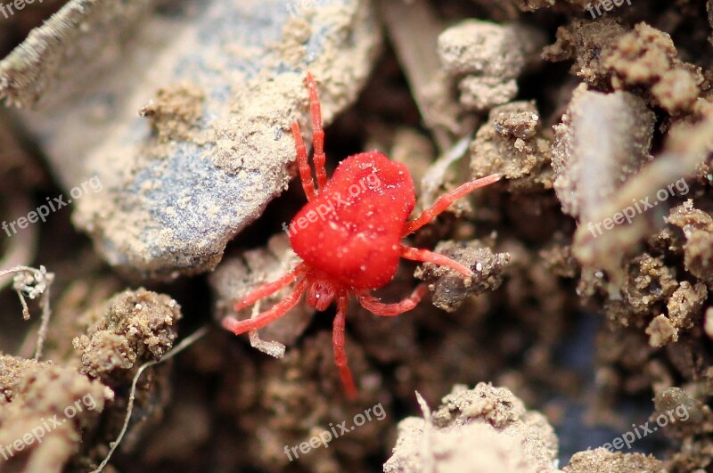 Mite Red Velvet Mite Trombidium Holosericeum Sammetmilbe In The Garden