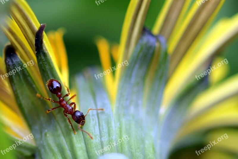 Ant Red Garden Ant Red Yellow Node Ant Myrmica Rubra Insect