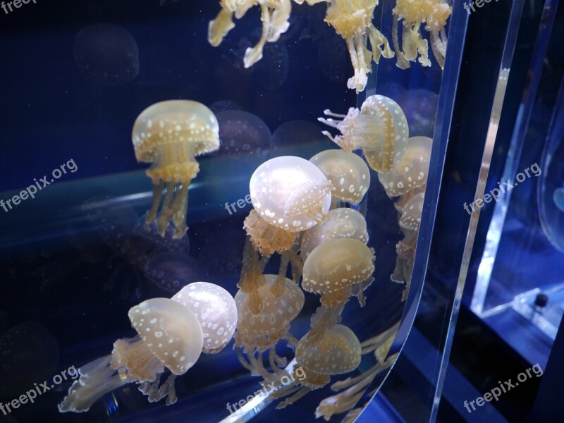 Jellyfish Aquarium Water Tank Free Photos