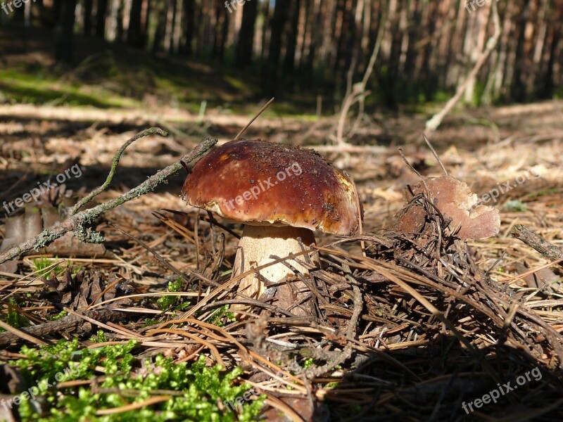 Mushroom Boletus Summer Forest Free Photos