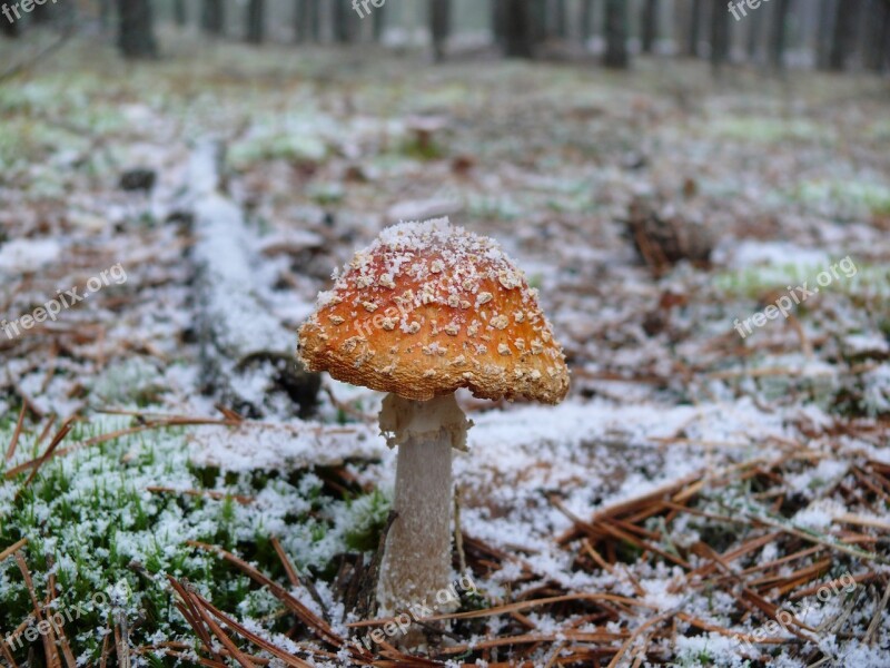 Amanita Winter Forest Mushroom Free Photos