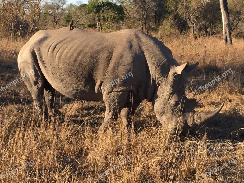 Rhino Africa Sabi Sabi Free Photos