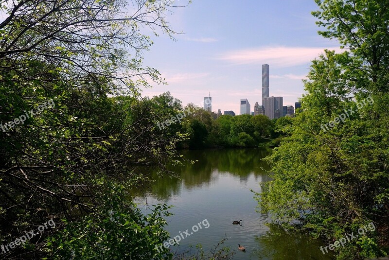 City Lake Green Mallards Aquatic Plant