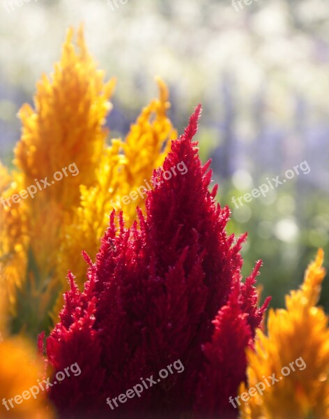 Celosia Cockscomb Blossom Bloom Nature