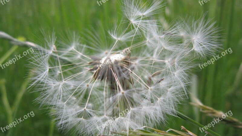 Dandelion Pointed Flower Meadow Seeds Nature