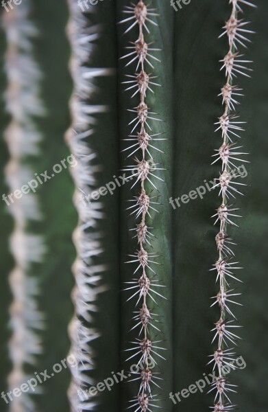 Cactus Spur Flora Nature Cactus Greenhouse