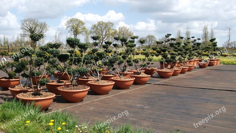 Garden Plant Flowers Pots Trees Growing