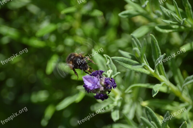 Flower Pollination Wasp Bee Nature