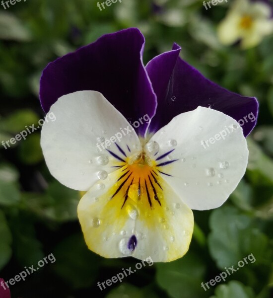 Flowers Stepmother Pretty Pansy White And Purple