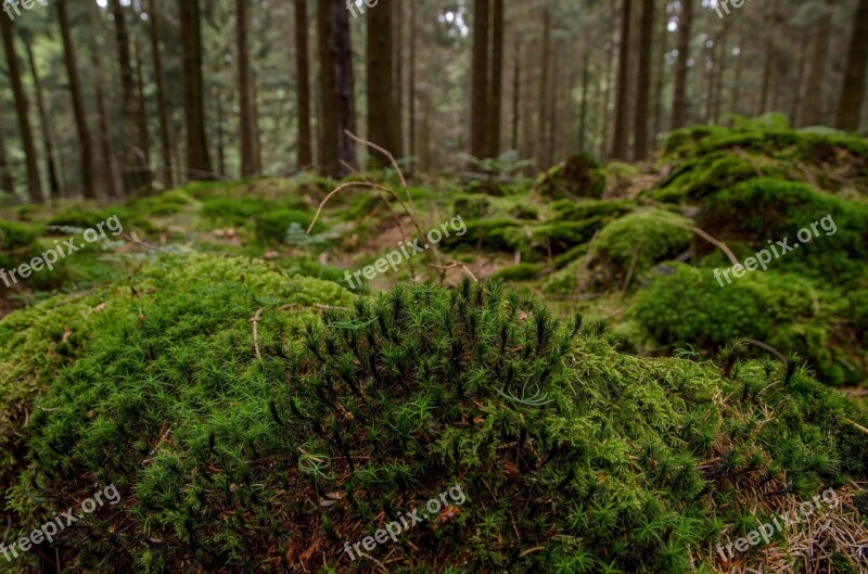 Moss Forest Nature Green Landscape