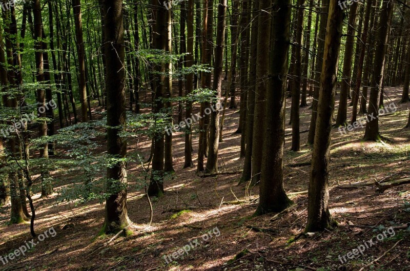 Forest Woods Nature Landscape Tree