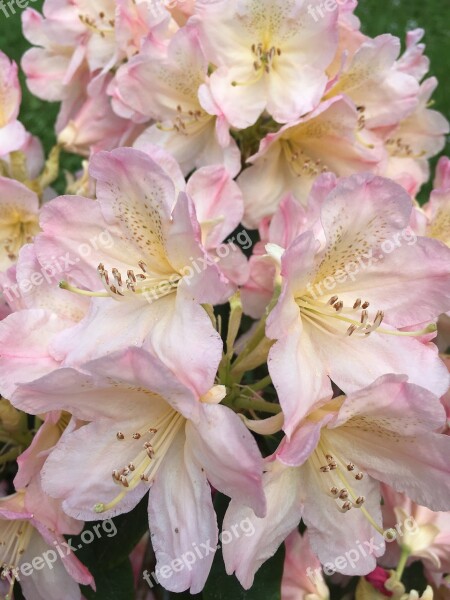 Rhododendron Flower Pink Close Up Spring Pistil