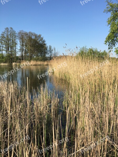 Reed Lakeside Mood Idyll Waters