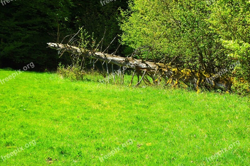 Meadow Dead Tree Nature Green Landscape