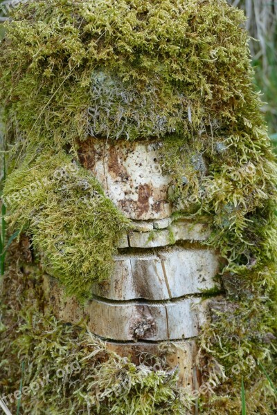 Moss Notch Tree Stump Nature Old