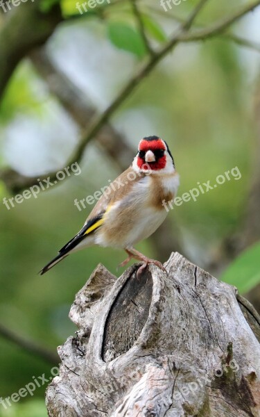 Goldfinch Song Bird Bird Garden Bird Colourful