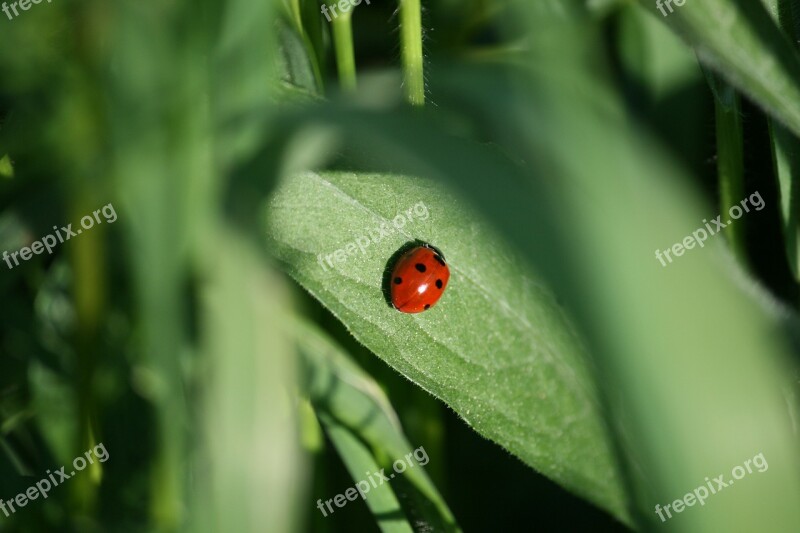 Ladybug Nature Insect Beetle Krabbeltier