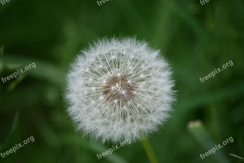 Dandelion Plant Close Up Pointed Flower Roadside