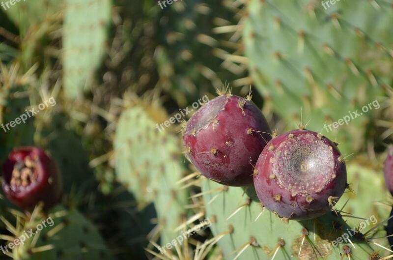 Prickly Pear Cactus Purple Fruit Free Photos