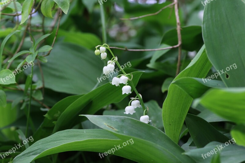 Thrush May 1 Flower Bell Spring