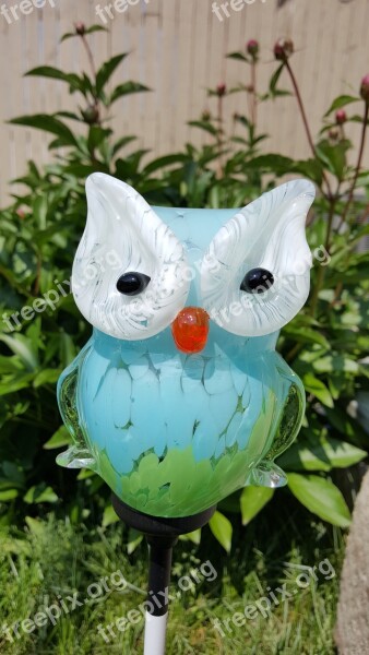 Owl Sun Glass Free Photos