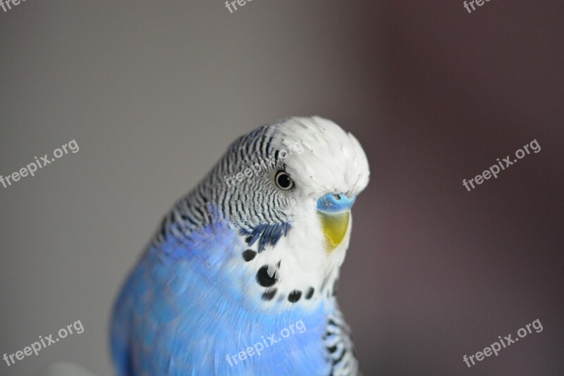 Budgie Blue Bird Parakeets Pets