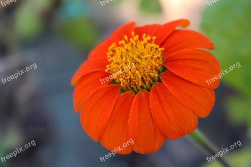 Flower Beauty Color Petals Orange