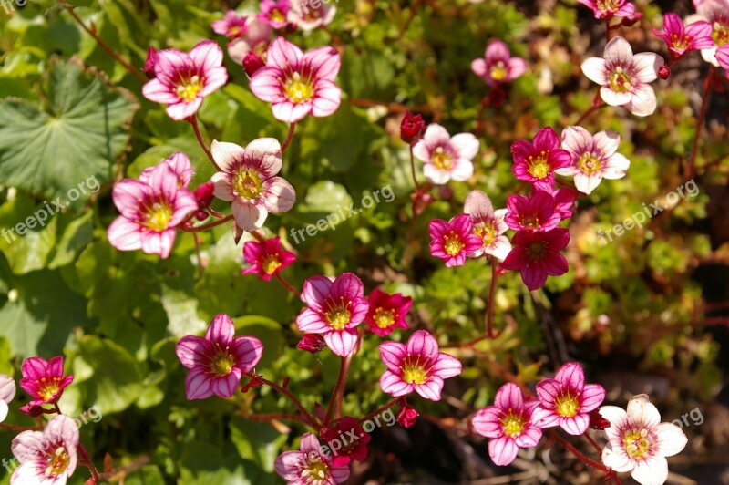 Stone Bed Garden Nature Plant Stone Bedding Plant