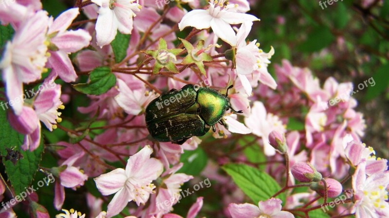 Rose Beetle Insect Nature Free Photos