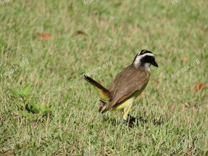 Bird Bem-te-vi Grass Free Photos