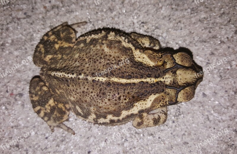 Toad Gulf Coast Toad Croak Croaking Amphibian