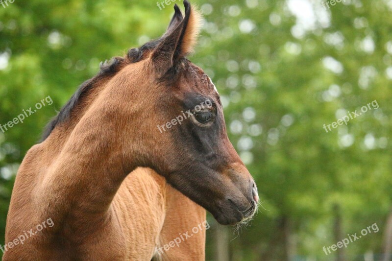 Horse Foal Suckling Brown Mold Thoroughbred Arabian