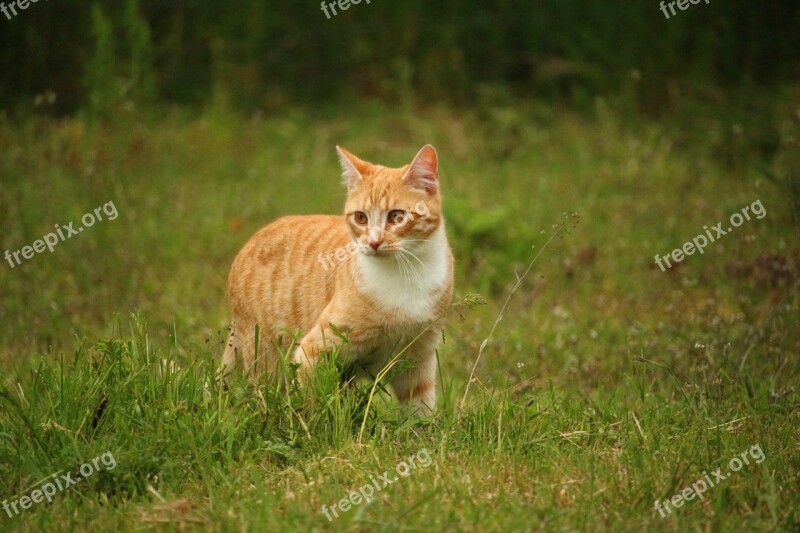 Cat Kitten Mieze Mackerel Domestic Cat