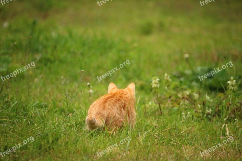 Cat Kitten Mieze Mackerel Domestic Cat