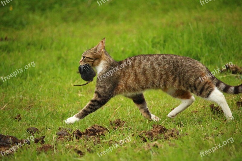 Cat Kitten Mieze Mackerel Domestic Cat