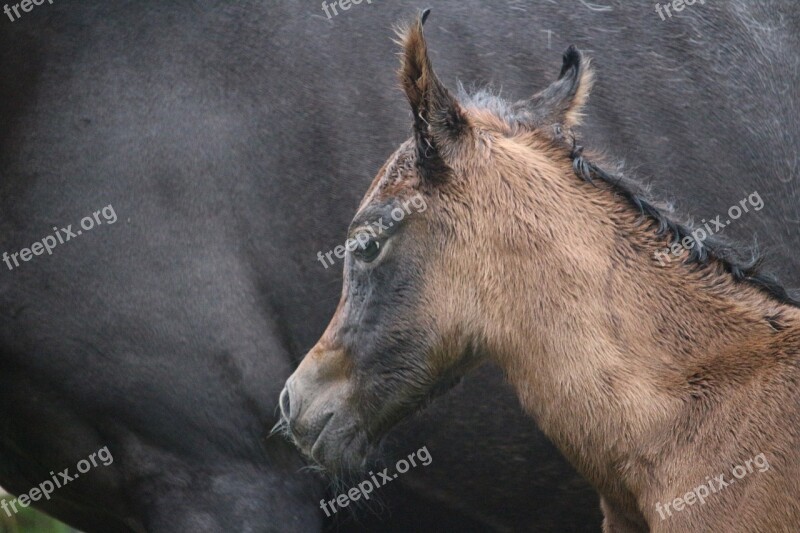 Horse Foal Suckling Brown Mold Thoroughbred Arabian