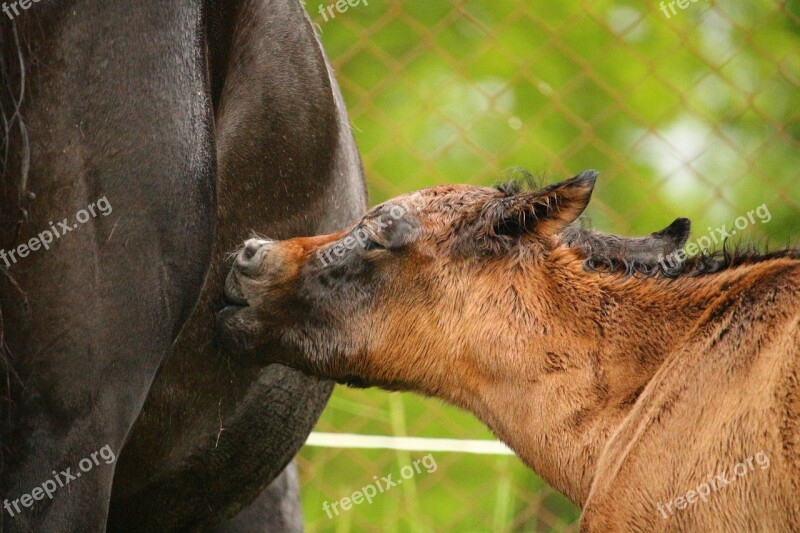 Horse Foal Suckling Brown Mold Thoroughbred Arabian