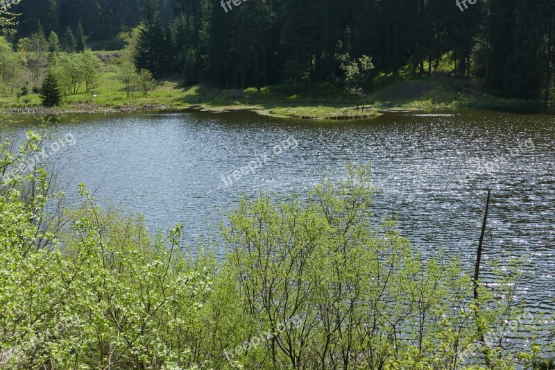 Grumbach Pond Lake Water Forest Nature