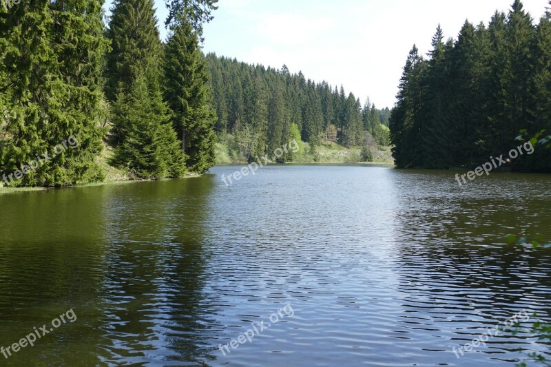 Grumbach Pond Lake Water Forest Nature