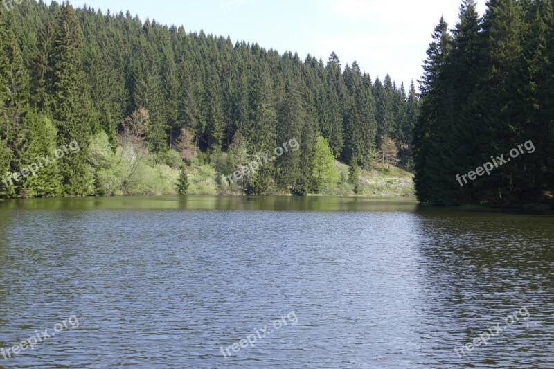 Grumbach Pond Lake Water Forest Nature