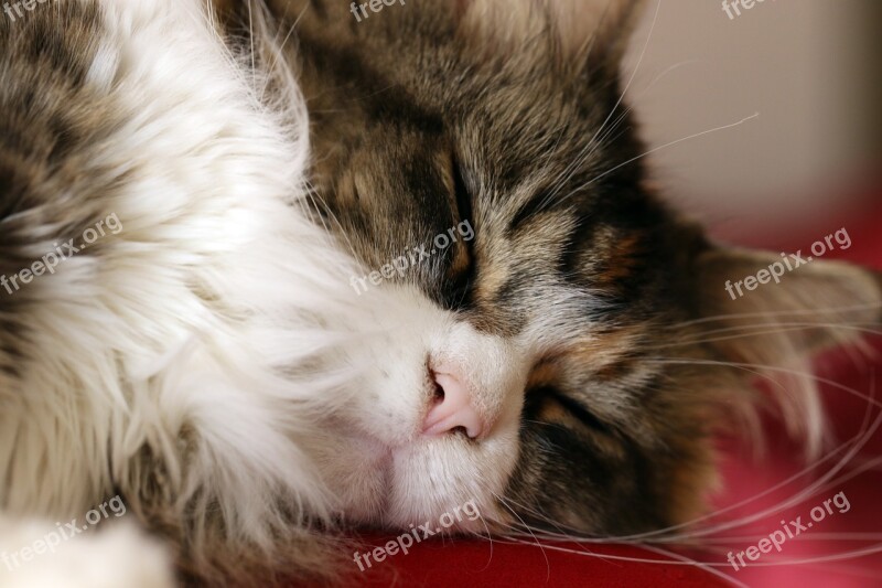 Cat Maine Coon Breed Domestic Cat Futrzak