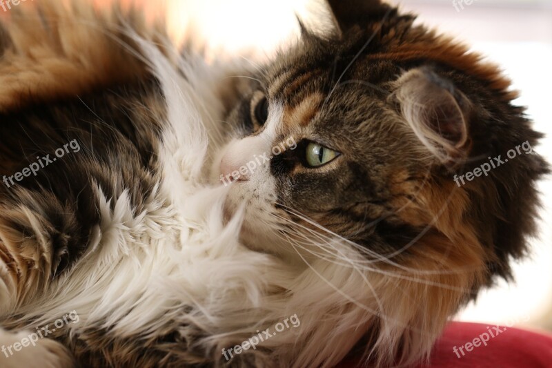 Cat Maine Coon Breed Thoroughbred Cat's Eyes