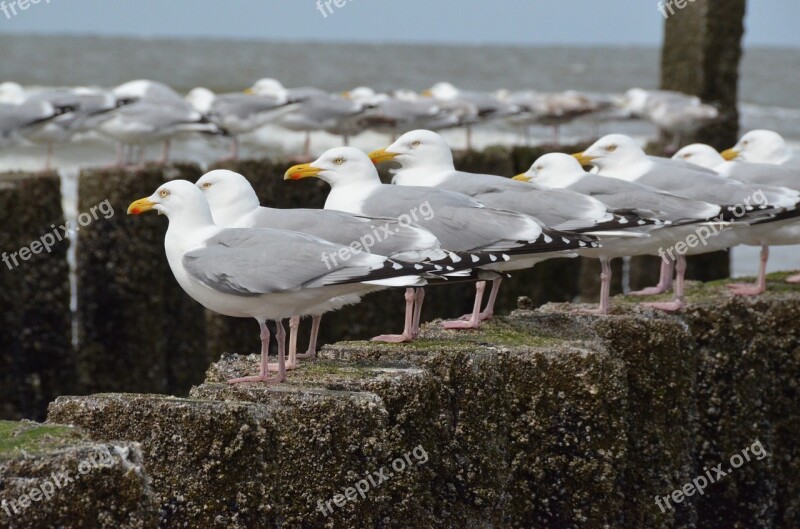 Seagulls Sea Zealand Free Photos