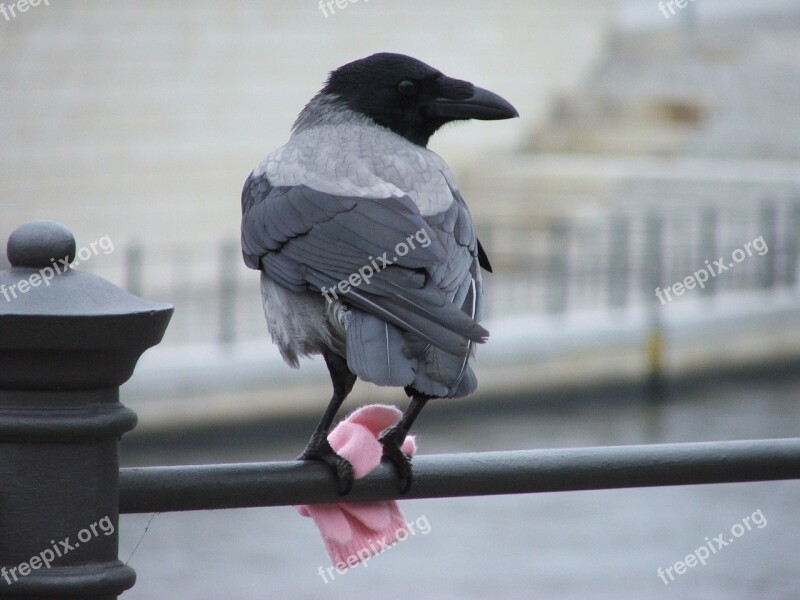 Bird Berlin Glove Free Photos