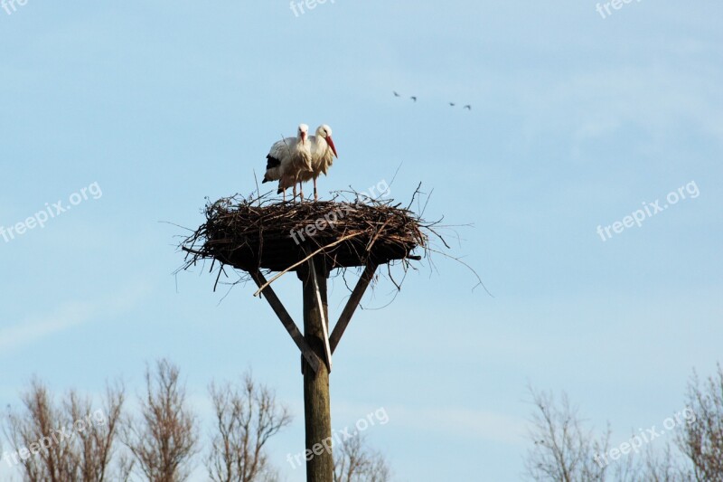 Stork Nest Bird Free Photos